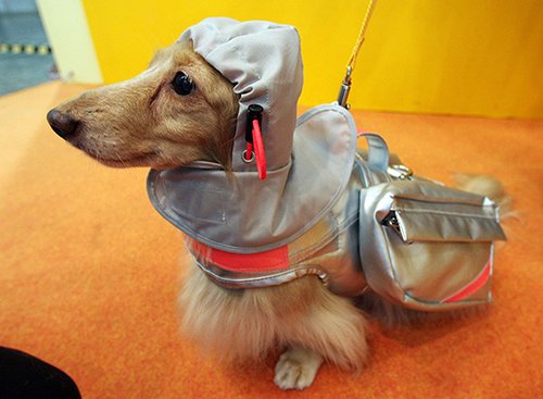 כלב מדגמן מעיל גשם יפה וגם שימושי שנועד למצבי חירום. צילום: Junko Kimura/Getty Images