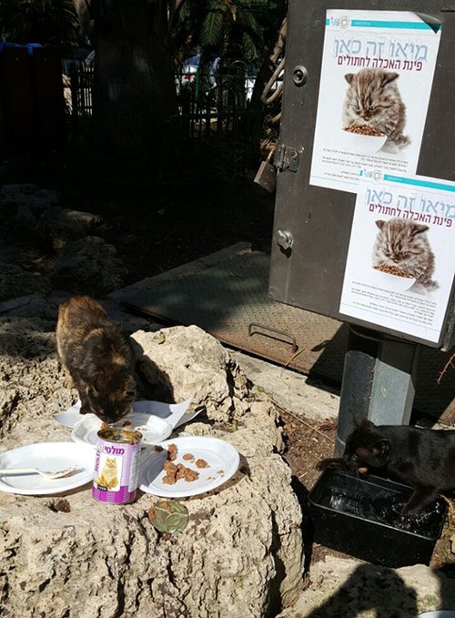פינת האכלת חתולים מוסדרת (צילום: עיריית תל אביב)