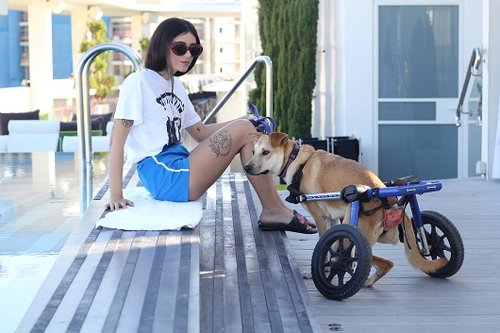 הפקת אופנה עם כלבי תנו לחיות לחיות. צילום: רוי גיא