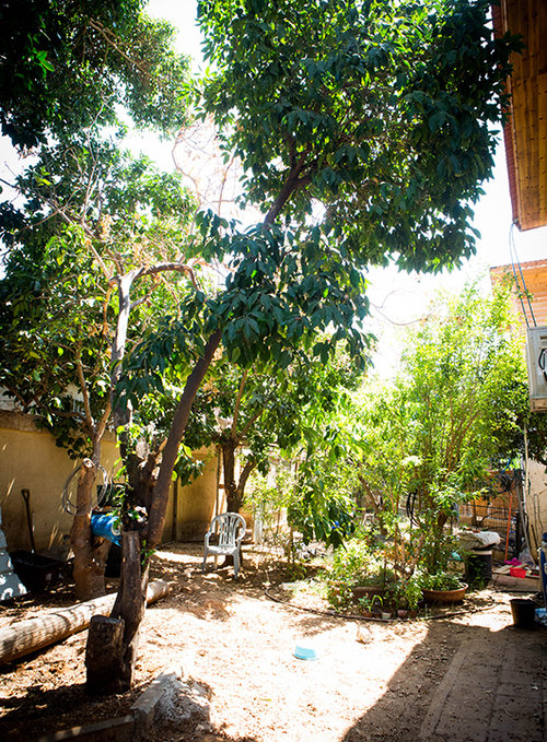 חלק מעצי הפרדס שנשארו במתחם הפרדסים סביב בית פייסל אבו יוסף. צילום: שלומי יוסף