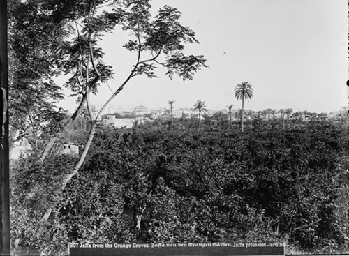 פרדסים ביפו, תחילת המאה העשרים