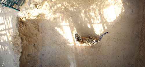 לזיז, הטיגריס של גן החיות בחאן יונס, מתהלך בכלוב הסגור. צילום: איי וויייוויי