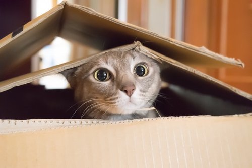 לחתול אין קשר לכתבה (צילום: Shutterstock)