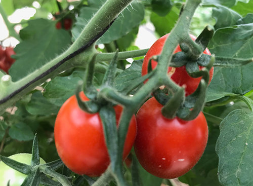 בון בון, עגבנייה מתוקה במיוחד בתערוכה החקלאית בערבה
