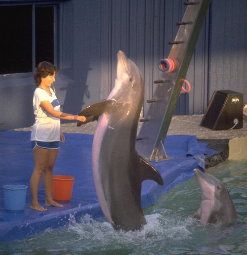 מופע דולפינים בדולפינריום (צילום: סער יעקב, לע"מ)