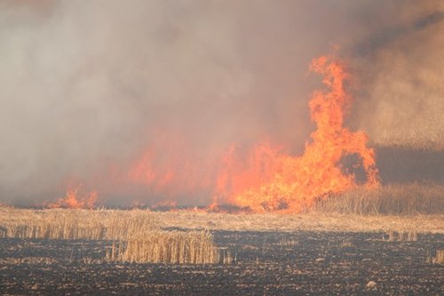 שריפה בכפר עזה (צילום: מועצה אזורית שער הנגב)