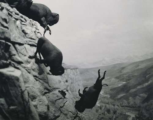 Falling Buffalo. עבודה של דיוויד ווינרוביץ' (צילום: באדיבות מוזיאון וויטני)